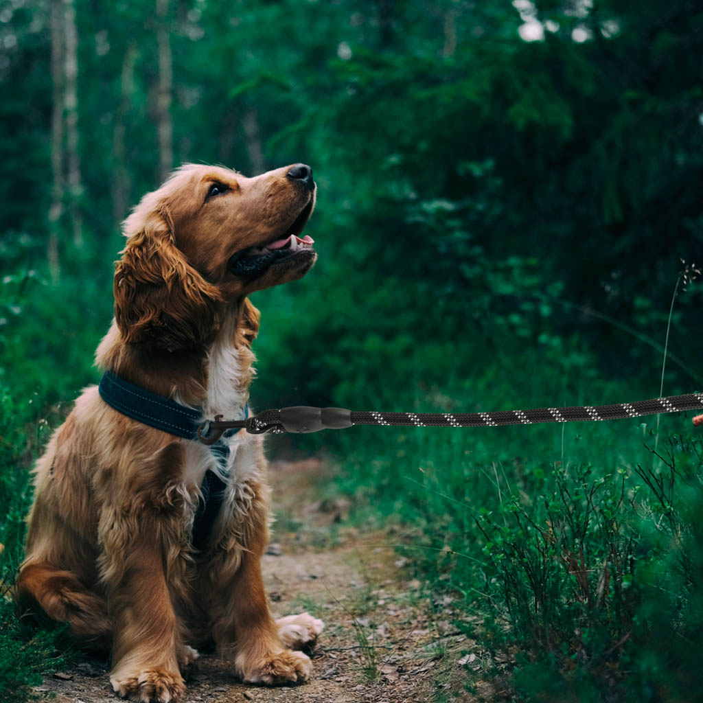 Koera treeningrõngas jalutusrihm – Soodukas.Com Koera treeningrõngas jalutusrihm - Image 8