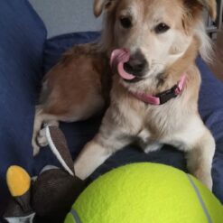 Alternative view of Hiiglaslik koeramänguasi tennisepall