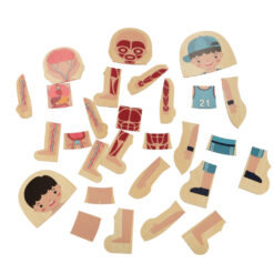 Anatoomia pusle poistele