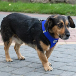 Reguleeritavad pehmendusega lemmiklooma rakmed – Soodukas.Com Reguleeritavad pehmendusega lemmiklooma rakmed Soodukas.Com