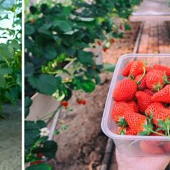 Aiakilekasvuhoone 4x3x2 m Soodukas.Com