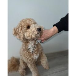 Koera karvahoolduse kääride komplekt Soodukas.Com