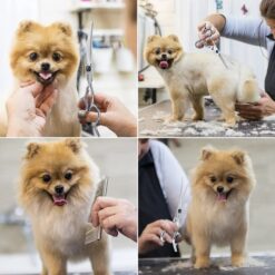 Koera karvahoolduse kääride komplekt Soodukas.Com