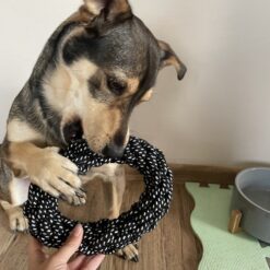 10-osaline koera mänguasjakomplekt Soodukas.Com