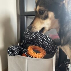 10-osaline koera mänguasjakomplekt Soodukas.Com