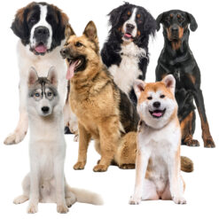 Geeliga jahutusmatt koertele 110x70cm Soodukas.Com