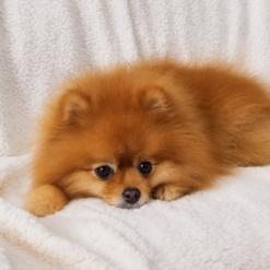 Kahepoolne pehme pleed Soodukas.Com