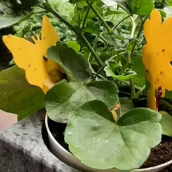 Putukate liimpüünised 12tk Soodukas.Com