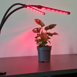 Taimelamp Soodukas.Com