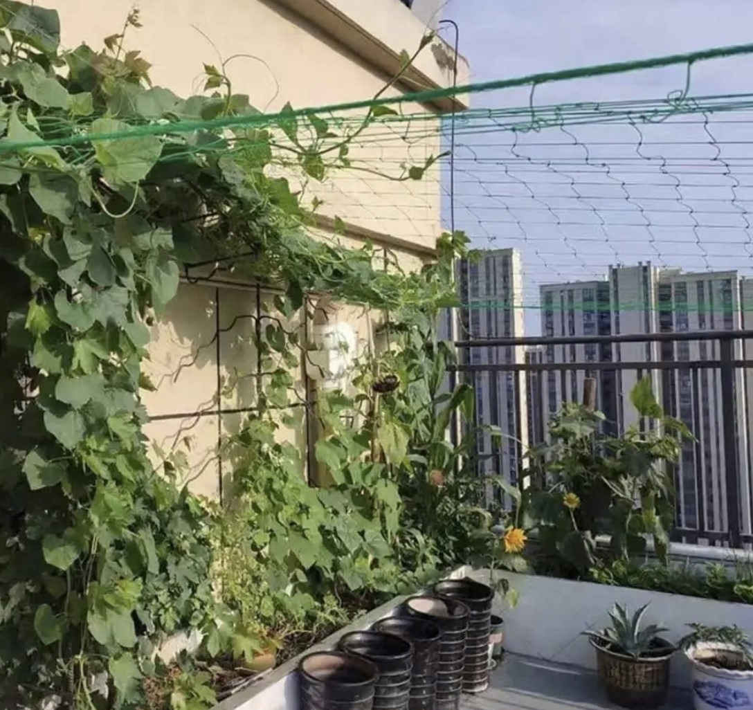 Taimevõrk ronitaimedele 2x10m – Soodukas.Com Taimevõrk ronitaimedele 2x10m - Image 6