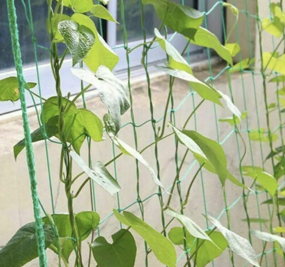 Taimevõrk ronitaimedele 2x10m – Soodukas.Com Taimevõrk ronitaimedele 2x10m - Image 5