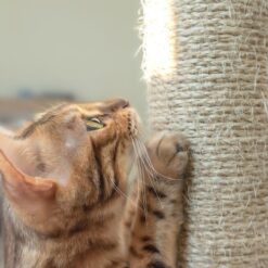 Mitmetasandiline kraapimispostidega kassimaja Soodukas.Com