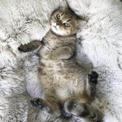 Koerapesa / kassipesa 60cm Soodukas.Com