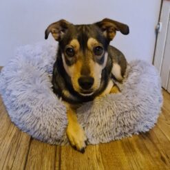 Koerapesa / kassipesa 60cm Soodukas.Com