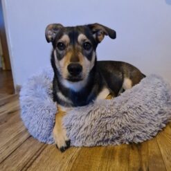 Koerapesa / kassipesa 60cm Soodukas.Com