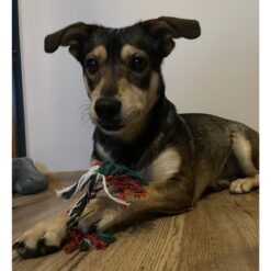 Jõulupakk koerale - koeramänguasjad 6tk Soodukas.Com