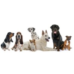 LED kaelarihm koerale Soodukas.Com