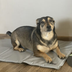 Jahutusmatt koertele 90x50cm Soodukas.Com