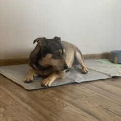 Jahutusmatt koertele 90x50cm Soodukas.Com