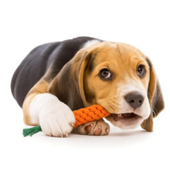 16-osaline koera mänguasjade komplekt Soodukas.Com