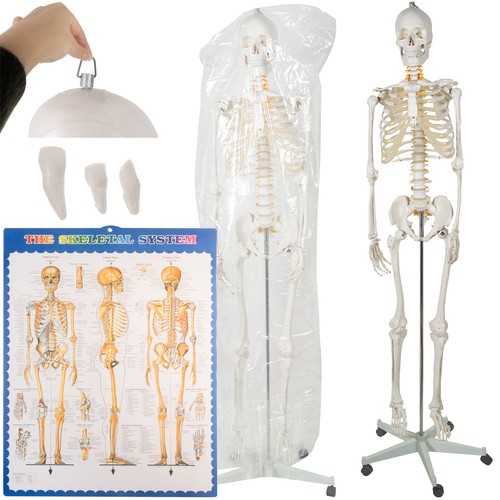 Anatoomiline 1:1 inimskeleti mudel 180cm + ratastega alus ja kate – Soodukas.Com Inimese skeleti mudel ratastega alusel
