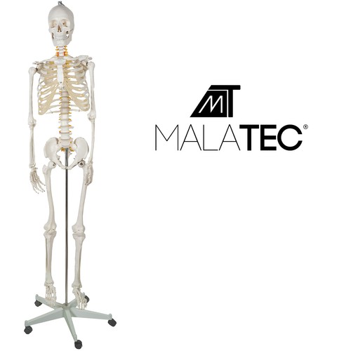 Anatoomiline 1:1 inimskeleti mudel 180cm + ratastega alus ja kate – Soodukas.Com Anatoomiline 1:1 inimskeleti mudel 180cm + ratastega alus ja kate - Image 18