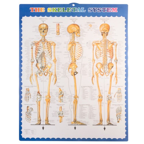 Anatoomiline 1:1 inimskeleti mudel 180cm + ratastega alus ja kate – Soodukas.Com Anatoomiline 1:1 inimskeleti mudel 180cm + ratastega alus ja kate - Image 8