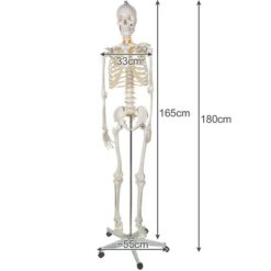 Anatoomiline 1:1 inimskeleti mudel 180cm + ratastega alus ja kate – Soodukas.Com Anatoomiline 1:1 inimskeleti mudel 180cm + ratastega alus ja kate Soodukas.Com