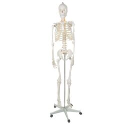 Anatoomiline 1:1 inimskeleti mudel 180cm + ratastega alus ja kate – Soodukas.Com Anatoomiline 1:1 inimskeleti mudel 180cm + ratastega alus ja kate Soodukas.Com