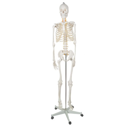 Anatoomiline 1:1 inimskeleti mudel 180cm + ratastega alus ja kate – Soodukas.Com Anatoomiline 1:1 inimskeleti mudel 180cm + ratastega alus ja kate - Image 9