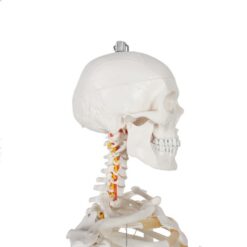 Anatoomiline 1:1 inimskeleti mudel 180cm + ratastega alus ja kate – Soodukas.Com Anatoomiline 1:1 inimskeleti mudel 180cm + ratastega alus ja kate Soodukas.Com