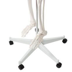 Anatoomiline 1:1 inimskeleti mudel 180cm + ratastega alus ja kate – Soodukas.Com Anatoomiline 1:1 inimskeleti mudel 180cm + ratastega alus ja kate Soodukas.Com