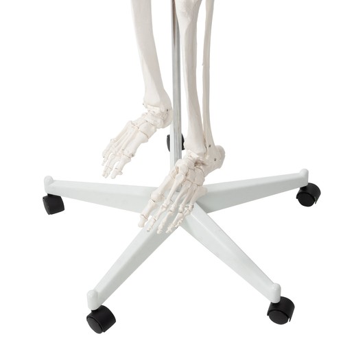 Anatoomiline 1:1 inimskeleti mudel 180cm + ratastega alus ja kate – Soodukas.Com Anatoomiline 1:1 inimskeleti mudel 180cm + ratastega alus ja kate - Image 13