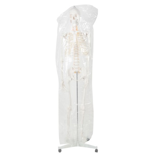 Anatoomiline 1:1 inimskeleti mudel 180cm + ratastega alus ja kate – Soodukas.Com Anatoomiline 1:1 inimskeleti mudel 180cm + ratastega alus ja kate - Image 14