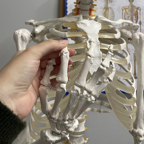 Anatoomiline 1:1 inimskeleti mudel 180cm + ratastega alus ja kate – Soodukas.Com Anatoomiline 1:1 inimskeleti mudel 180cm + ratastega alus ja kate - Image 4