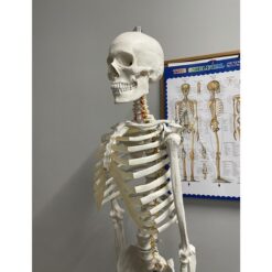 Anatoomiline 1:1 inimskeleti mudel 180cm + ratastega alus ja kate – Soodukas.Com Anatoomiline 1:1 inimskeleti mudel 180cm + ratastega alus ja kate Soodukas.Com