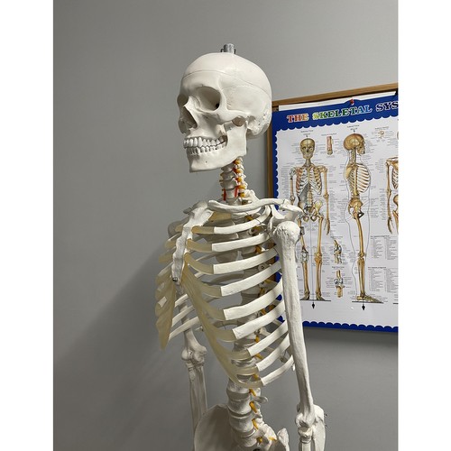 Anatoomiline 1:1 inimskeleti mudel 180cm + ratastega alus ja kate – Soodukas.Com Anatoomiline 1:1 inimskeleti mudel 180cm + ratastega alus ja kate - Image 3