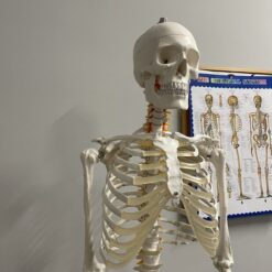 Anatoomiline 1:1 inimskeleti mudel 180cm + ratastega alus ja kate – Soodukas.Com Anatoomiline 1:1 inimskeleti mudel 180cm + ratastega alus ja kate Soodukas.Com
