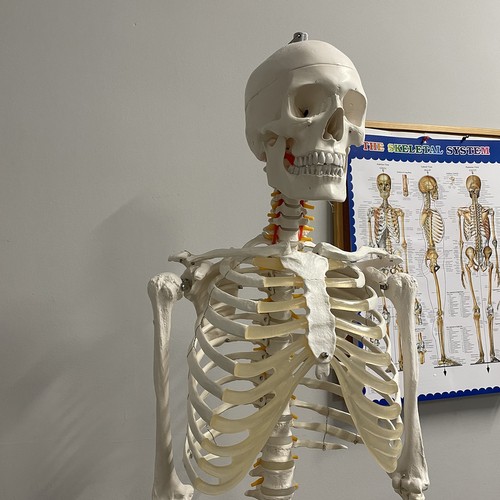 Anatoomiline 1:1 inimskeleti mudel 180cm + ratastega alus ja kate – Soodukas.Com Anatoomiline 1:1 inimskeleti mudel 180cm + ratastega alus ja kate - Image 6