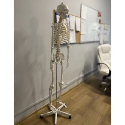 Anatoomiline 1:1 inimskeleti mudel 180cm + ratastega alus ja kate – Soodukas.Com Anatoomiline 1:1 inimskeleti mudel 180cm + ratastega alus ja kate Soodukas.Com
