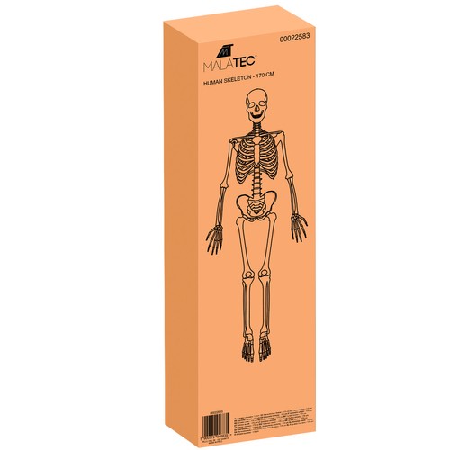 Anatoomiline 1:1 inimskeleti mudel 180cm + ratastega alus ja kate – Soodukas.Com Anatoomiline 1:1 inimskeleti mudel 180cm + ratastega alus ja kate - Image 19