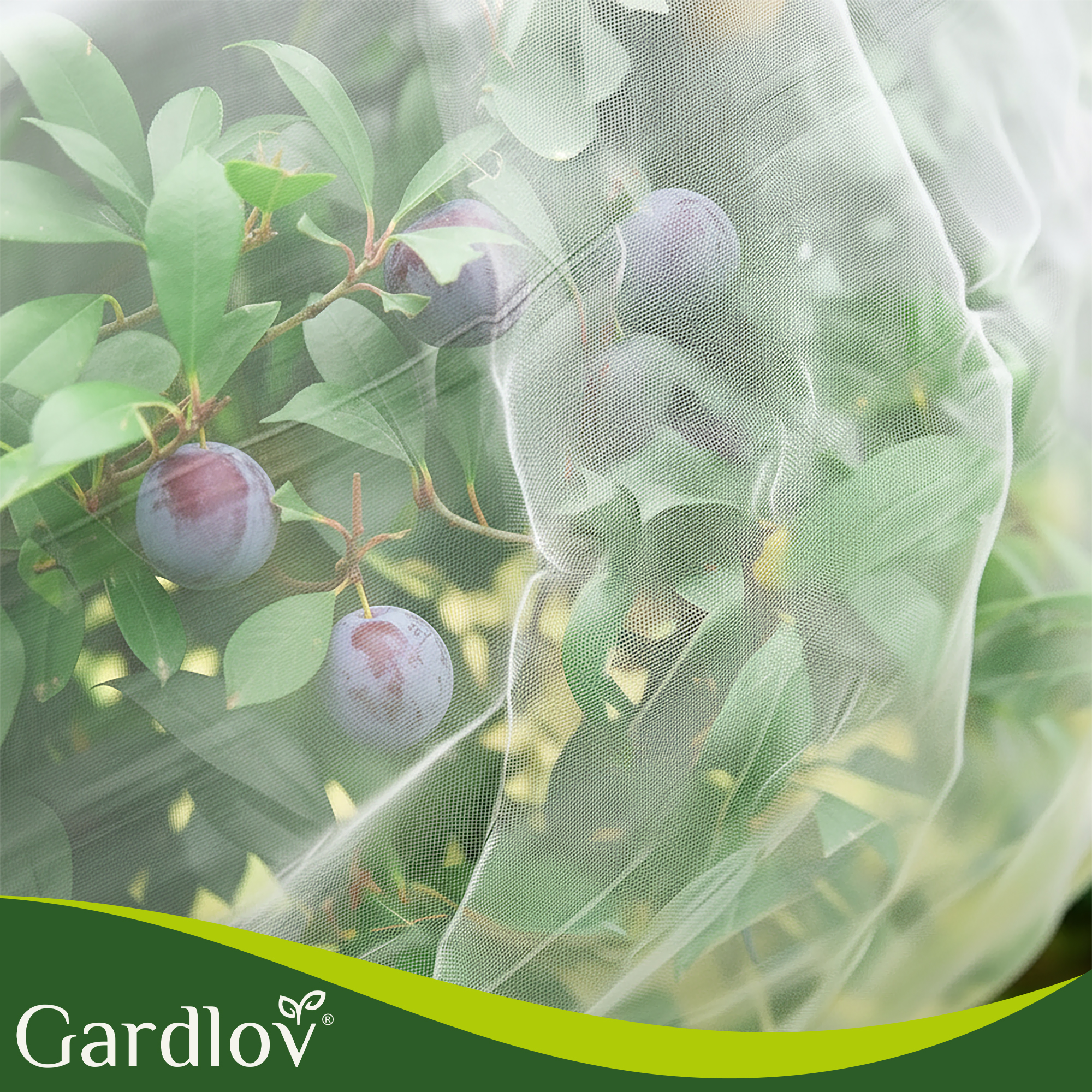 Putuka- ja linnukaitsevõrk taimedele 3×6m – Soodukas.Com Putuka- ja linnukaitsevõrk taimedele 3×6m - Image 2