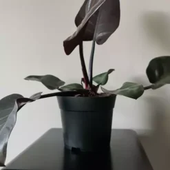 Plastikust ettekasvatuspotid 16cm 500tk Soodukas.Com