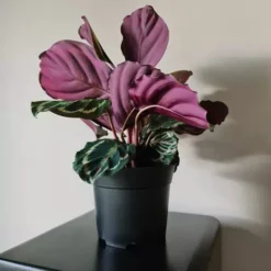 Plastikust ettekasvatuspotid 16cm 500tk Soodukas.Com