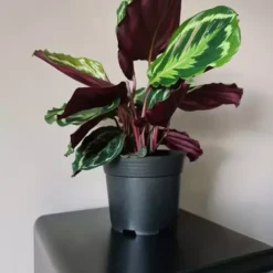 Plastikust ettekasvatuspotid 16cm 500tk Soodukas.Com