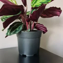 Plastikust ettekasvatuspotid 16cm 500tk Soodukas.Com