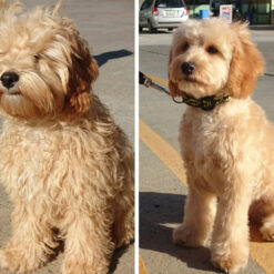 Lemmiklooma hoolduskomplekt – Soodukas.Com Lemmiklooma hoolduskomplekt Soodukas.Com