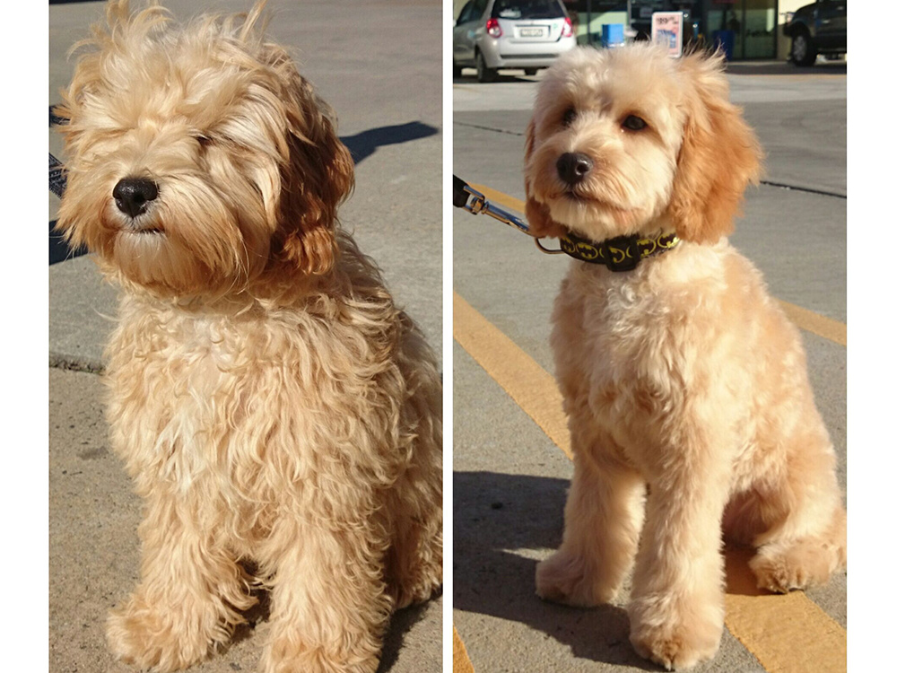 Lemmiklooma hoolduskomplekt – Soodukas.Com Lemmiklooma hoolduskomplekt - Image 4