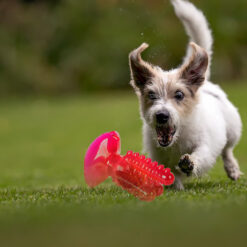 Koera hambahooldusmänguasi kaktuse kujul Soodukas.Com