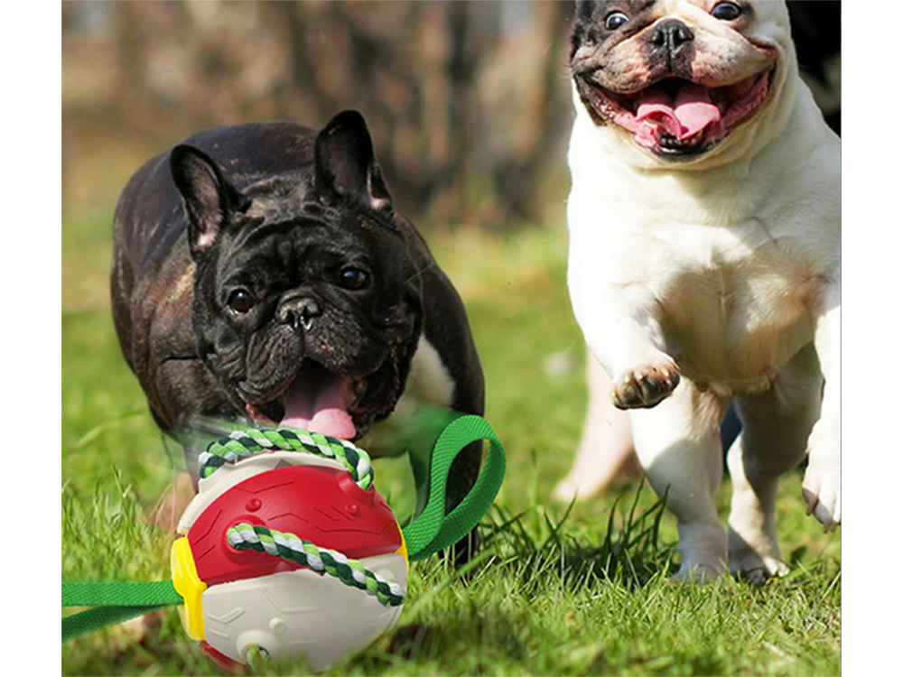 Lendav koera mänguasja ketas – Soodukas.Com Lendav koera mänguasja ketas - Image 8